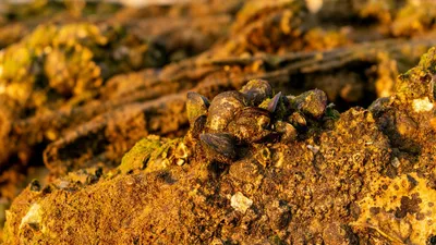 Добыча золота, фото - Новости Zakon.kz от 15.10.2025 05:40