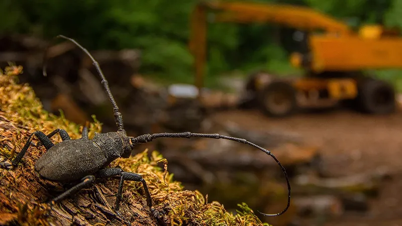 Самые интересные фотографии дикой природы за 2025 год выбрали в Лондоне