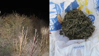 коноплю выращивал житель Кызылординской области, фото - Новости Zakon.kz от 15.10.2025 19:18