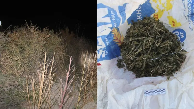 Крупный наркопосев обнаружили в степи полицейские Кызылординской области