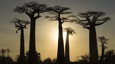 Мадагаскар исключили из Африканского союза, фото - Новости Zakon.kz от 15.10.2025 23:24