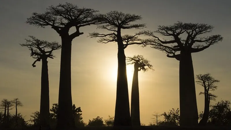 Мадагаскар исключили из Африканского союза из-за военного переворота