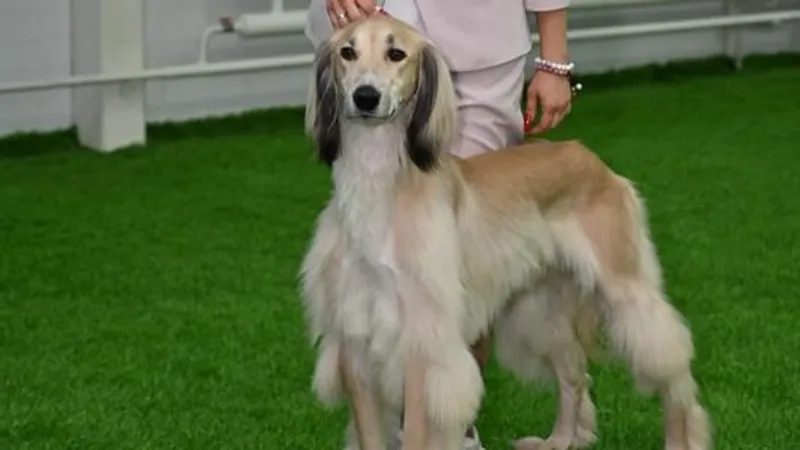 Как выглядит редкий в Казахстане тайган Нурсултан, ставший звездой международных выставок