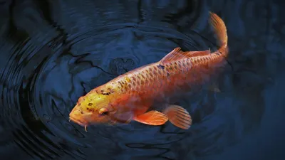 сбор икры у рыбы, фото - Новости Zakon.kz от 16.10.2025 09:47