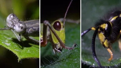 стрекоза, кузнечик и оса, насекомые, фото - Новости Zakon.kz от 16.10.2025 13:08