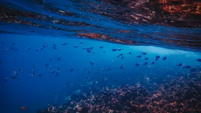 Дно океана, рыбы, фото - Новости Zakon.kz от 17.10.2025 05:59