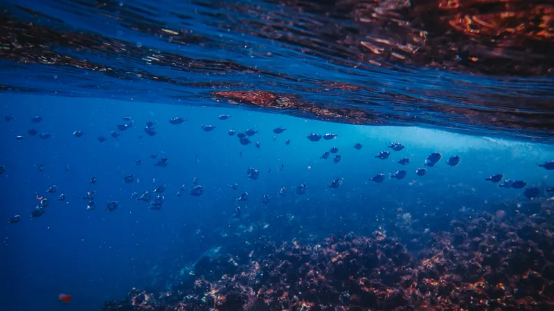 Океанологи раскрыли 40-летнюю тайну звуков со дна Тихого океана