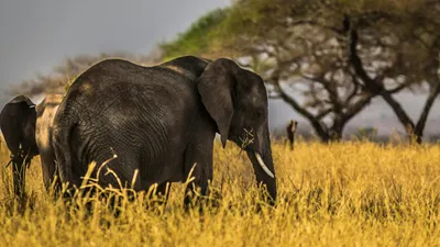слон, выдумки, агрессия, фото - Новости Zakon.kz от 16.10.2025 14:40
