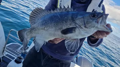 видеоблогер с пойманной рыбой-пожирателем акул, фото - Новости Zakon.kz от 16.10.2025 16:32