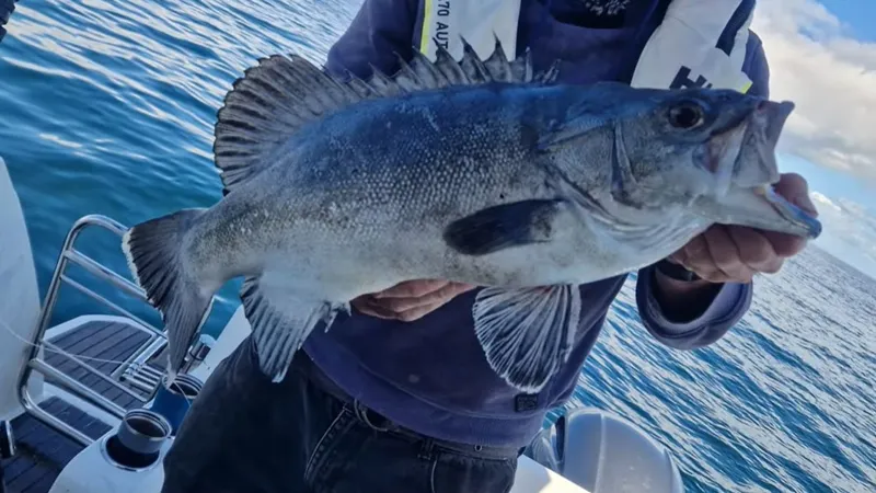 Редчайшую рыбу-убийцу акул поймал видеоблогер