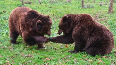 , фото - Новости Zakon.kz от 17.11.2025 16:10