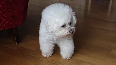 бишон-фризе, фото - Новости Zakon.kz от 17.10.2025 11:28