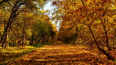 золотая осень, парк, деревья, желтые листья, фото - Новости Zakon.kz от 17.10.2025 11:40