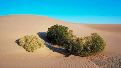 Пастения в пустыне, небо, песок, фото - Новости Zakon.kz от 19.10.2025 03:30