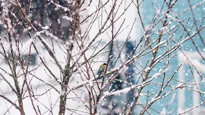 снег, фото - Новости Zakon.kz от 18.10.2025 14:13