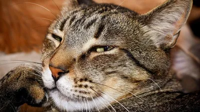 Знаки зодиака, фото - Новости Zakon.kz от 20.10.2025 03:55