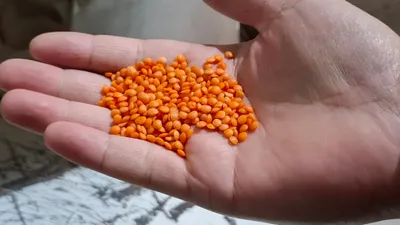 Здоровое питание, переработка сельхозкультур, Костанайская область, чечевица, аграрный потенциал, экспортные контракты, зерновые, бобовые культуры, макароны, гречка, горох , фото - Новости Zakon.kz от 20.10.2025 11:15