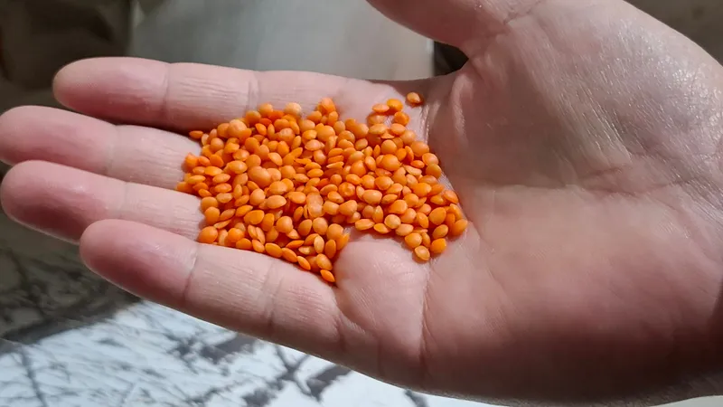 Сделано в Костанае: отечественная чечевица выходит на мировой рынок