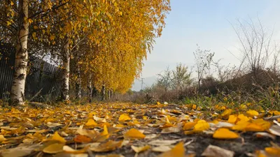 Осень, осенняя погода, желтые листья, листопад, осенний сезон, осенний лес, осенний парк, парк осенью, сурет - Zakon.kz жаңалық 14.11.2025 14:48