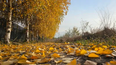 растительность города, деревья, опалые листья , фото - Новости Zakon.kz от 20.10.2025 20:22