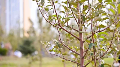 Посадка деревьев, высадка деревьев, высадка саженцев, посадка саженцев, озеленение, саженцы, фото - Новости Zakon.kz от 17.12.2025 15:50