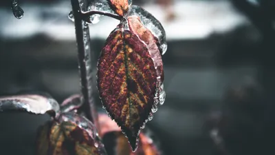 листья, лед, фото - Новости Zakon.kz от 20.10.2025 17:45