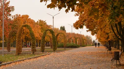 осень, парк, люди, фото - Новости Zakon.kz от 20.10.2025 15:54
