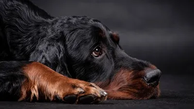в Британии собака попала в Книгу рекордов Гиннесса, фото - Новости Zakon.kz от 20.10.2025 19:20