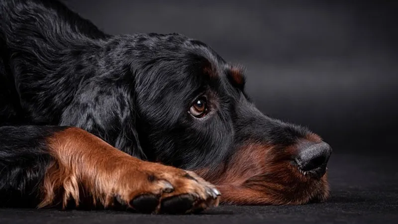 Собака из Британии попала в Книгу рекордов Гиннесса благодаря донорству крови