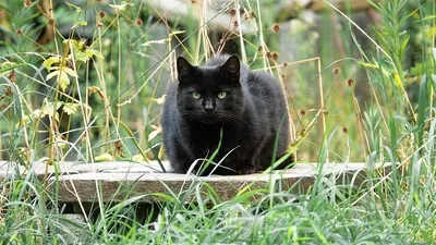 Черные кошки и Хэллоуин, фото - Новости Zakon.kz от 22.10.2025 04:04