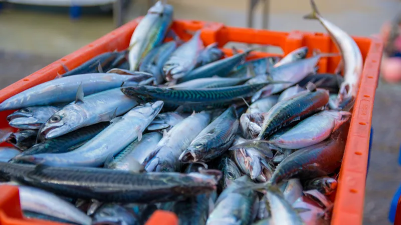 В Павлодарской области будут использовать очищенные сточные воды для разведения рыб