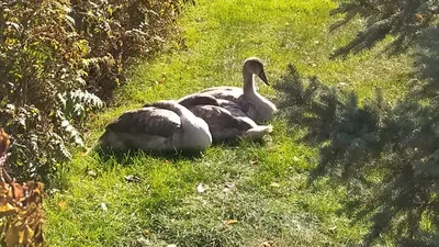 Область Абай, дробильно-сортировочный комплекс, рудник, молодые лебеди, фото - Новости Zakon.kz от 21.10.2025 17:12