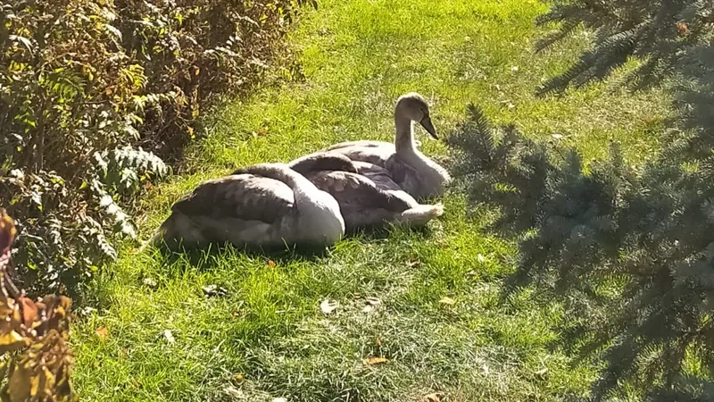 Нашли приют на руднике: лебедей спасли от голодной смерти в области Абай