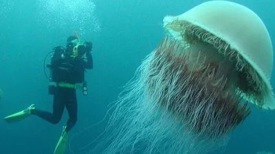 Исследования, существа, океан, фото - Новости Zakon.kz от 21.10.2025 07:40