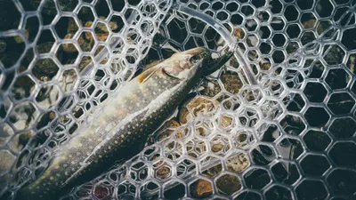 Рыболовство, рыбак, рыбаки, рыбалка, ловля рыбы, рыба, рыбы, сурет - Zakon.kz жаңалық 15.01.2026 13:55