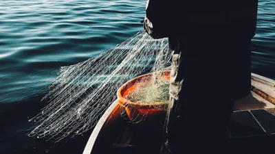 Рыболовство, рыбак, рыбаки, рыбалка, ловля рыбы, рыба, рыбы, фото - Новости Zakon.kz от 26.12.2025 10:25