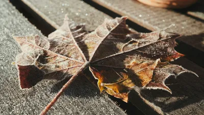 желтый лист, мороз, лучи солнца, фото - Новости Zakon.kz от 21.10.2025 15:59
