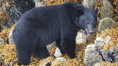 Медведь набросился на спортсмена, фото - Новости Zakon.kz от 22.10.2025 05:05