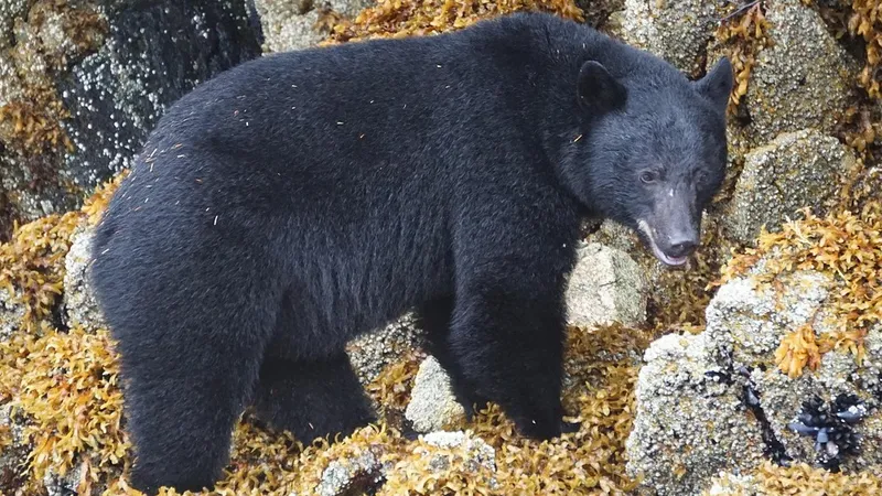 Медведь покалечил спортсмена в Японии