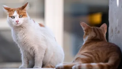 Алименты на кошек в Турции, фото - Новости Zakon.kz от 22.10.2025 06:36