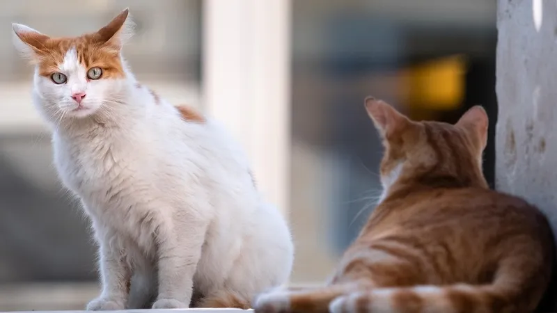 Платить алименты на кошек согласился мужчина в Турции