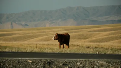 Корова у дороги, фото - Новости Zakon.kz от 22.10.2025 17:09