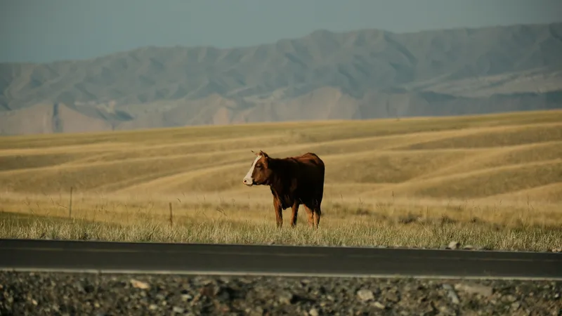 Молодой бразильский футболист погиб, врезавшись на мотоцикле в корову