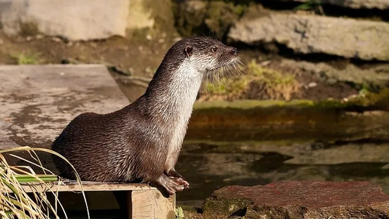 Выдра-воровка терроризирует серферов на популярном пляже в США