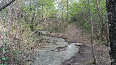 директора Семей орманы уволили за многочисленные нарушения, фото - Новости Zakon.kz от 22.10.2025 20:57
