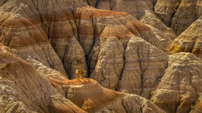 архар, Устюрт, фото - Новости Zakon.kz от 22.10.2025 16:26