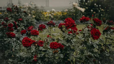 Клумба, сад, растения, фото - Новости Zakon.kz от 23.10.2025 02:30