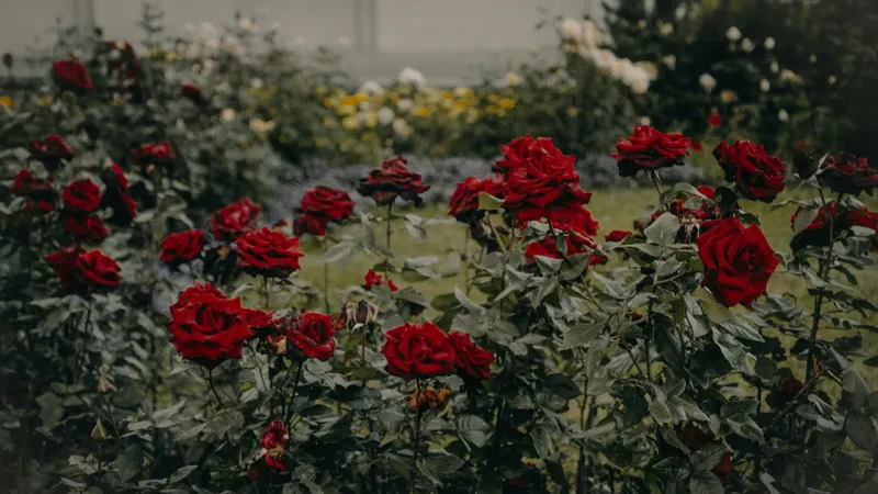 Жена застрелила мужа и разбила клумбу на месте преступления