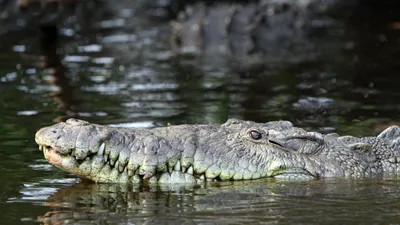 Река, вода, крокодил, фото - Новости Zakon.kz от 23.10.2025 07:59