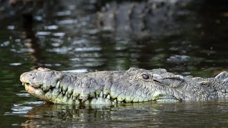 Реку с крокодилами сочли пригодной для соревнований на Олимпиаде-2032